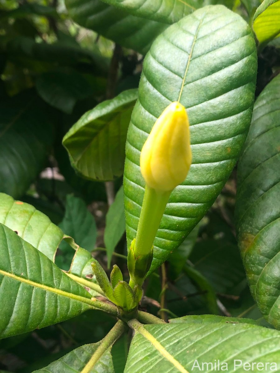 Gardenia crameri Tirveng.