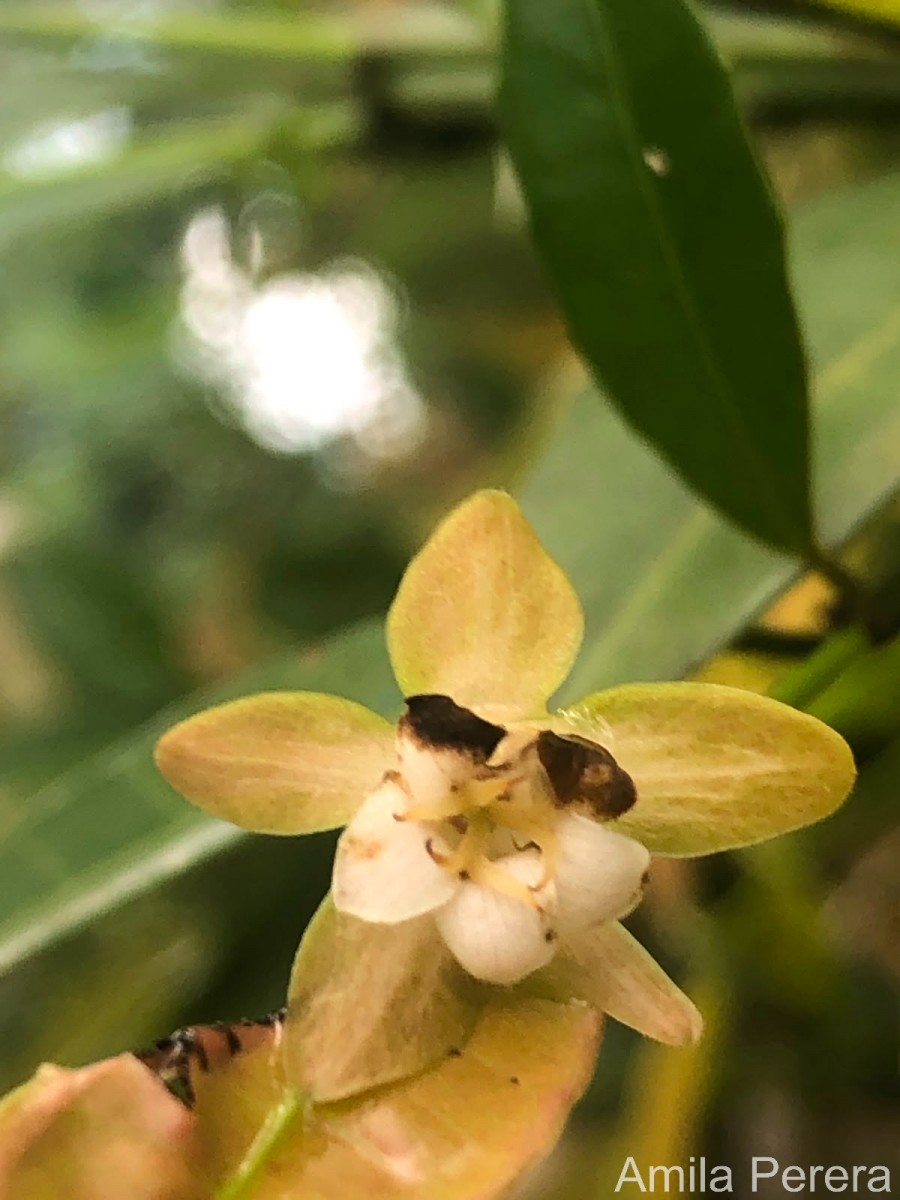 Tritaxis glabella var. glabella Thwaites