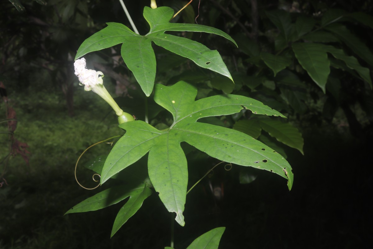 Trichosanthes bracteata (Lam.) Voigt
