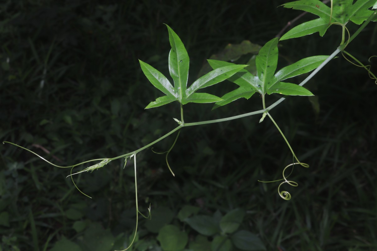 Trichosanthes bracteata (Lam.) Voigt
