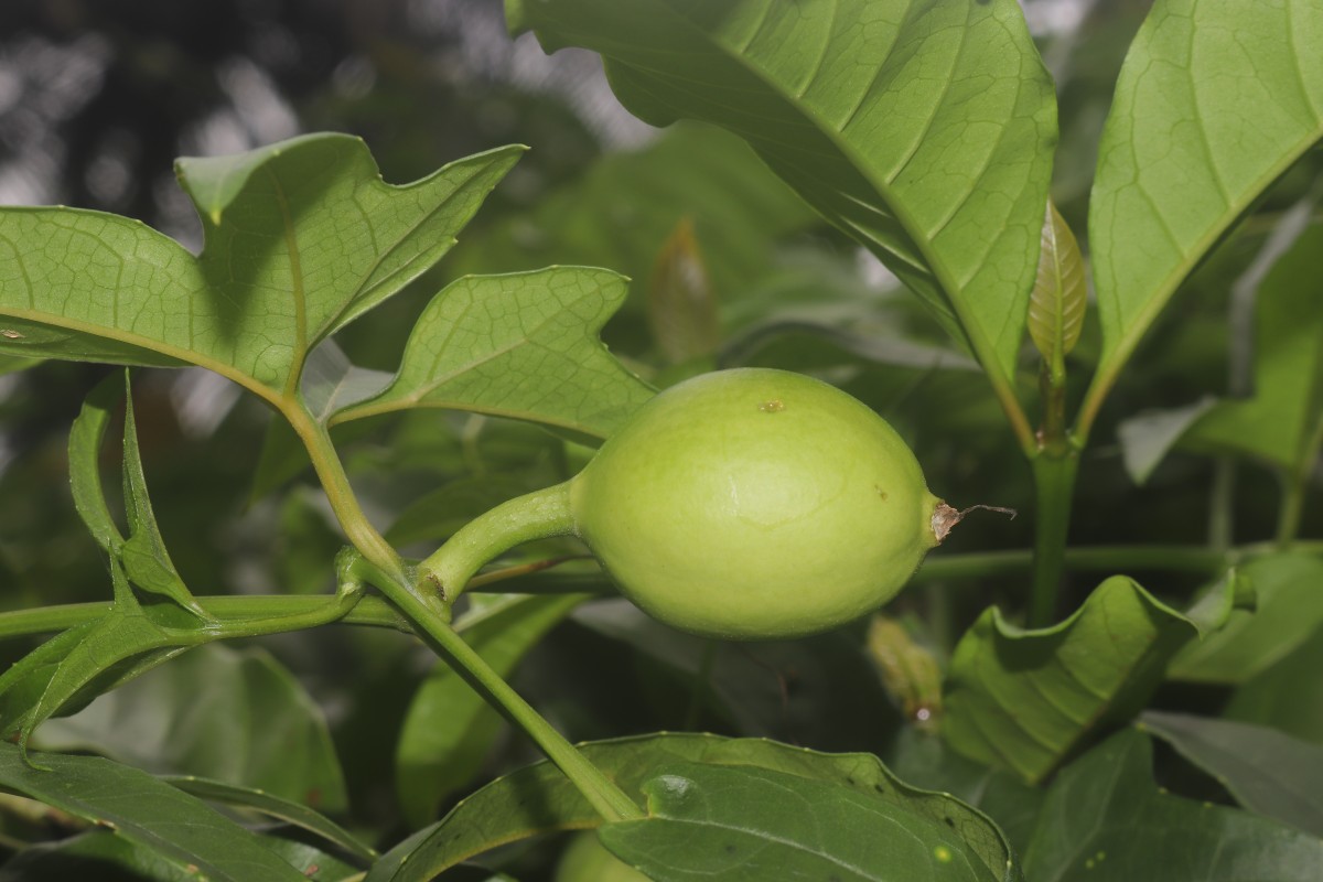 Trichosanthes bracteata (Lam.) Voigt