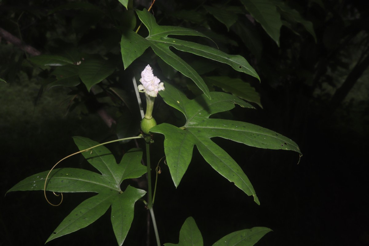 Trichosanthes bracteata (Lam.) Voigt