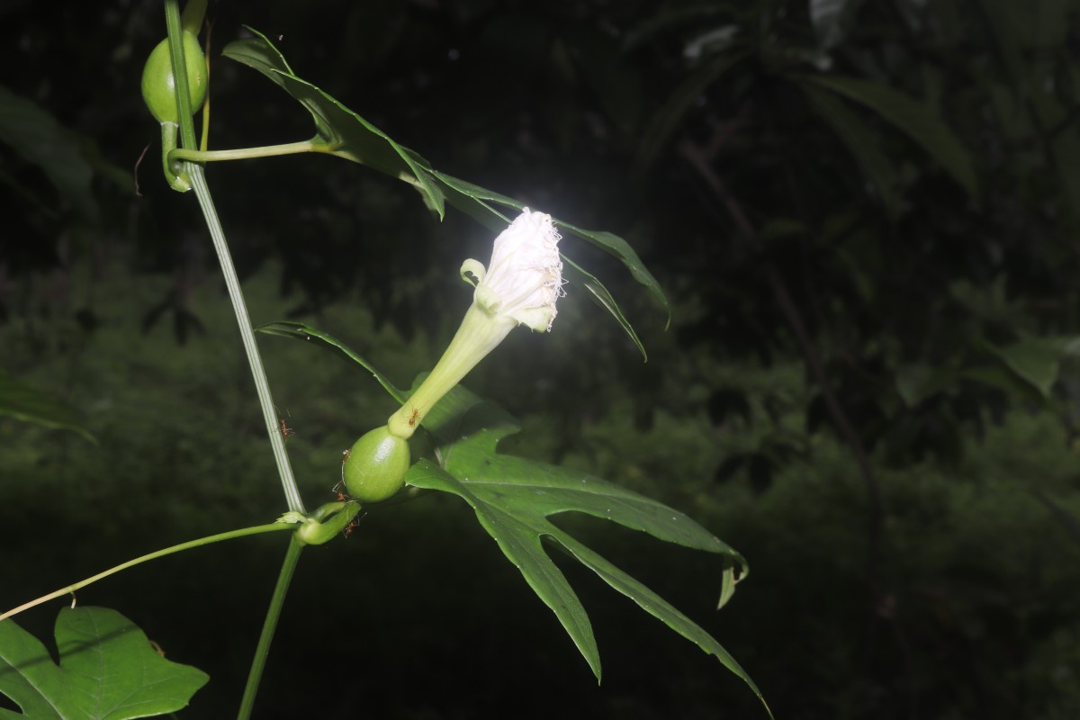 Trichosanthes bracteata (Lam.) Voigt