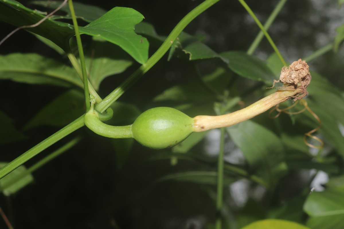 Trichosanthes bracteata (Lam.) Voigt