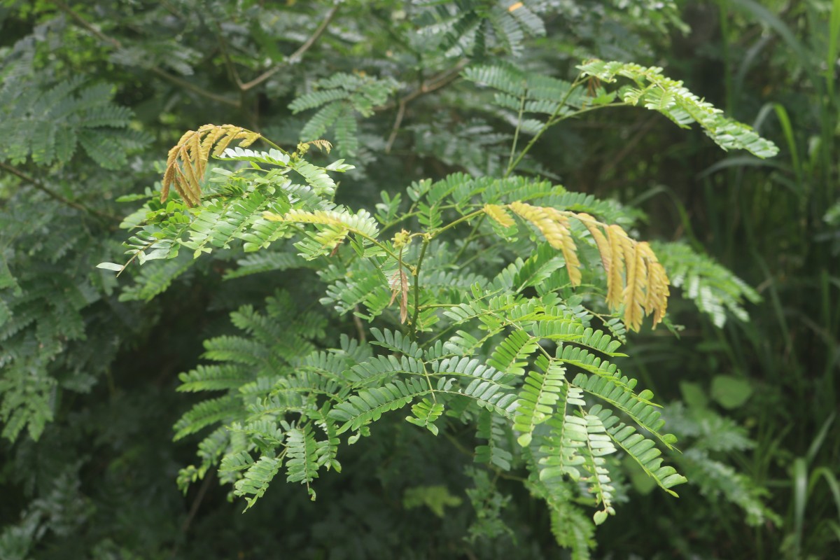 Senegalia caesia (L.) Maslin, Seigler & Ebinger