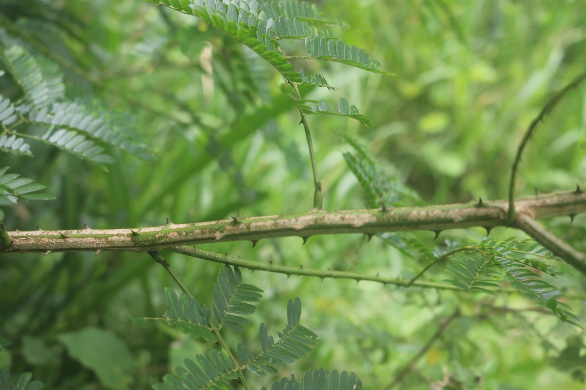 Senegalia caesia (L.) Maslin, Seigler & Ebinger