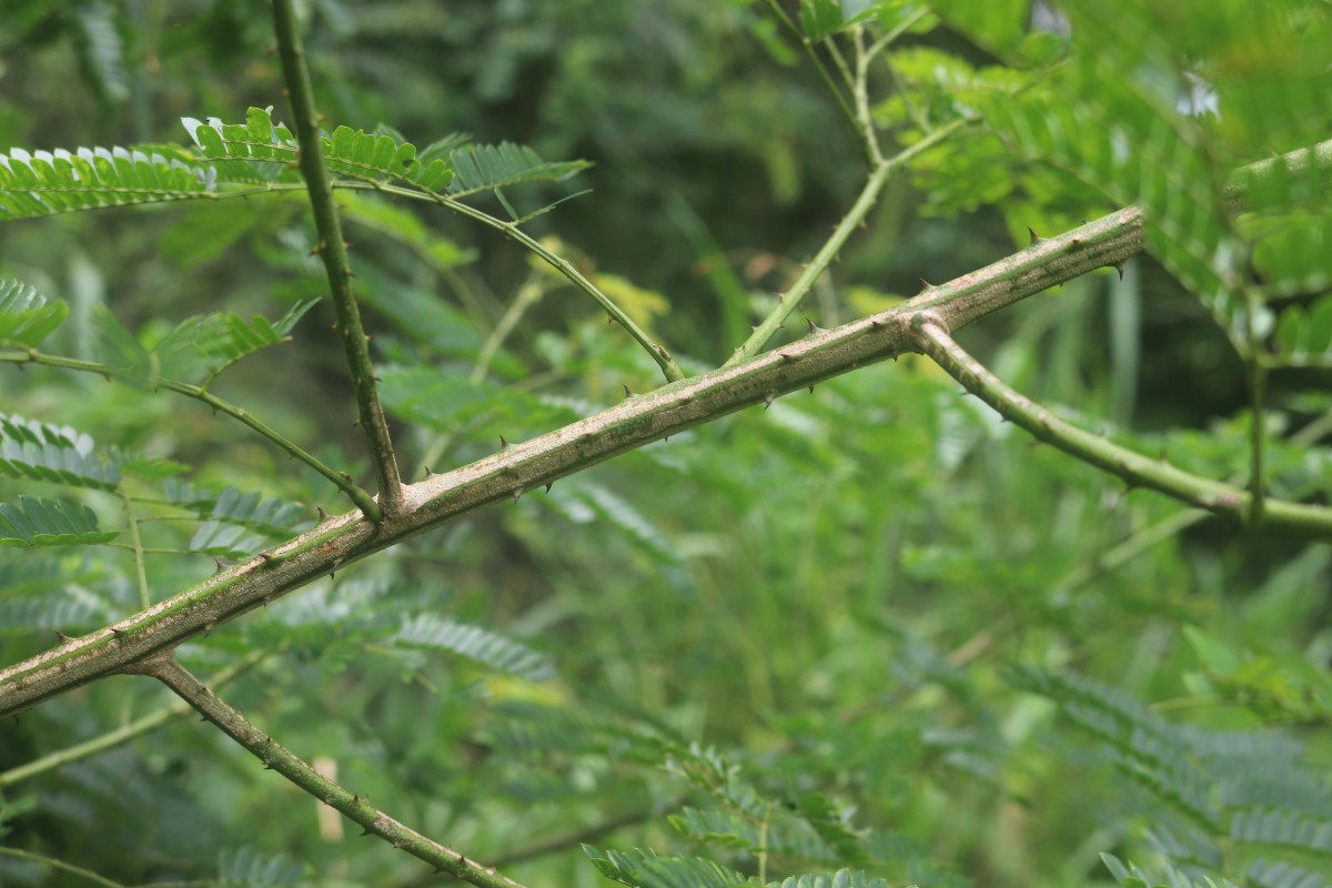 Senegalia caesia (L.) Maslin, Seigler & Ebinger