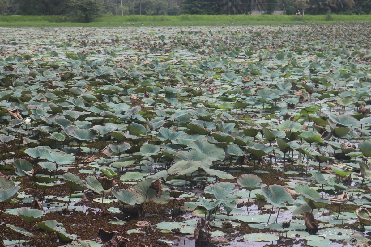 Nelumbo nucifera Gaertn.