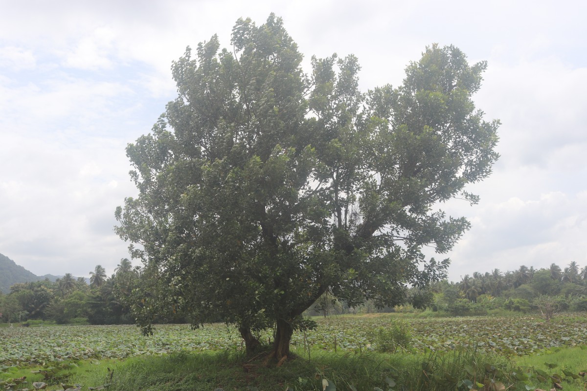 Erythrina fusca Lour.