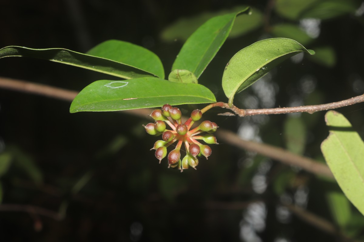 Polyalthia suberosa (Roxb.) Thwaites