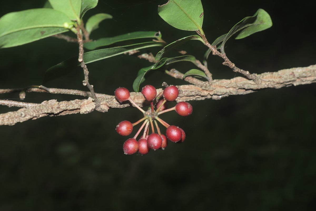 Polyalthia suberosa (Roxb.) Thwaites
