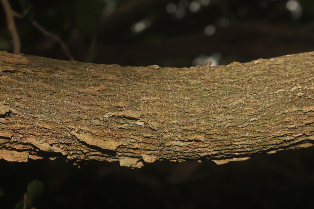 Polyalthia suberosa (Roxb.) Thwaites
