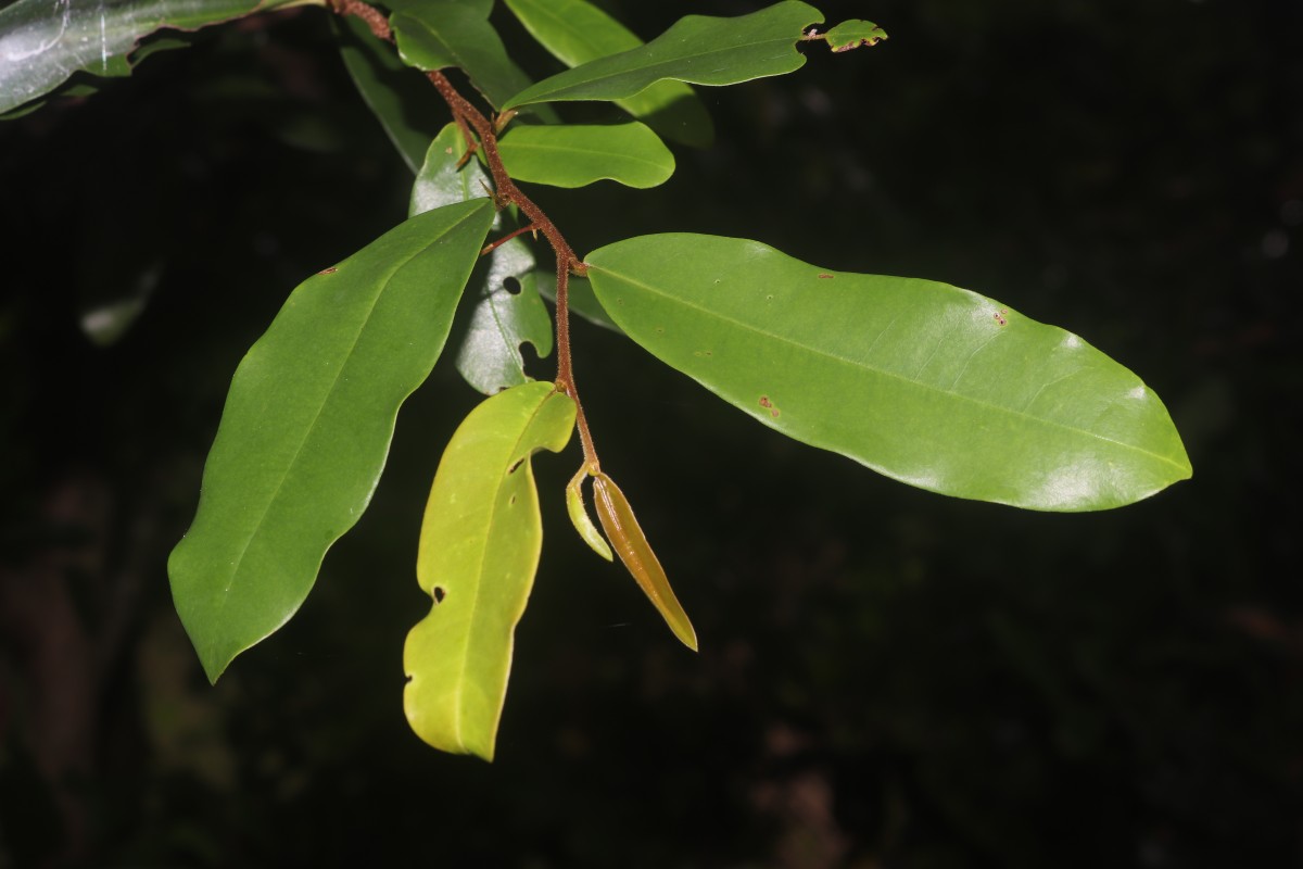 Polyalthia suberosa (Roxb.) Thwaites
