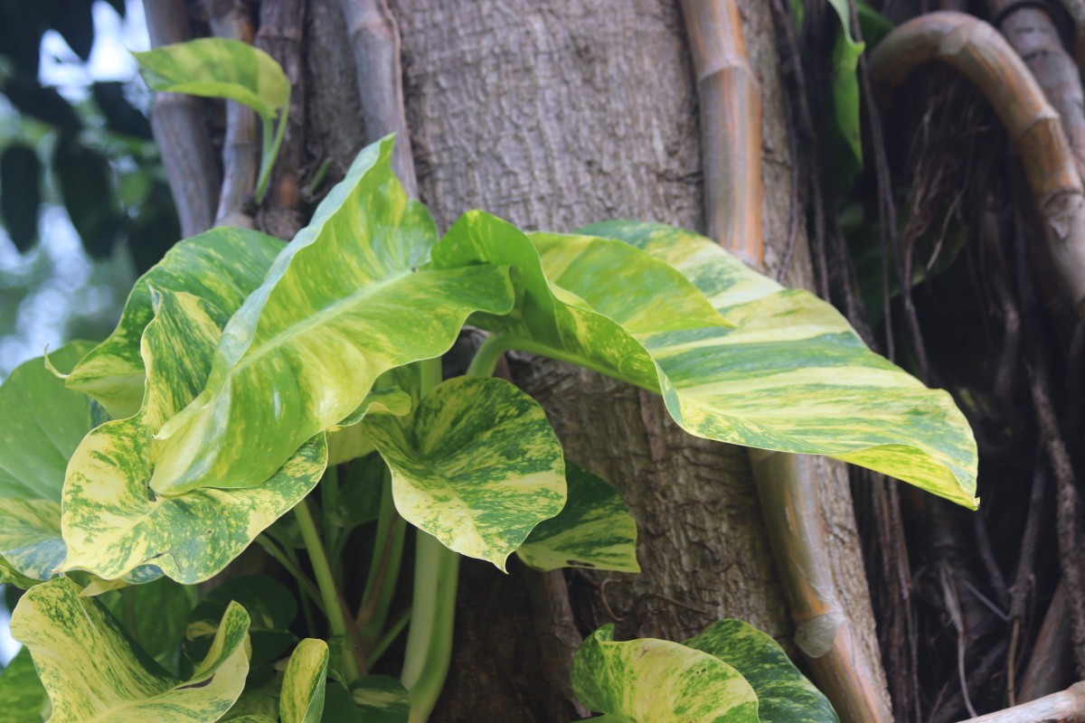 Epipremnum aureum (Linden & André) G.S.Bunting