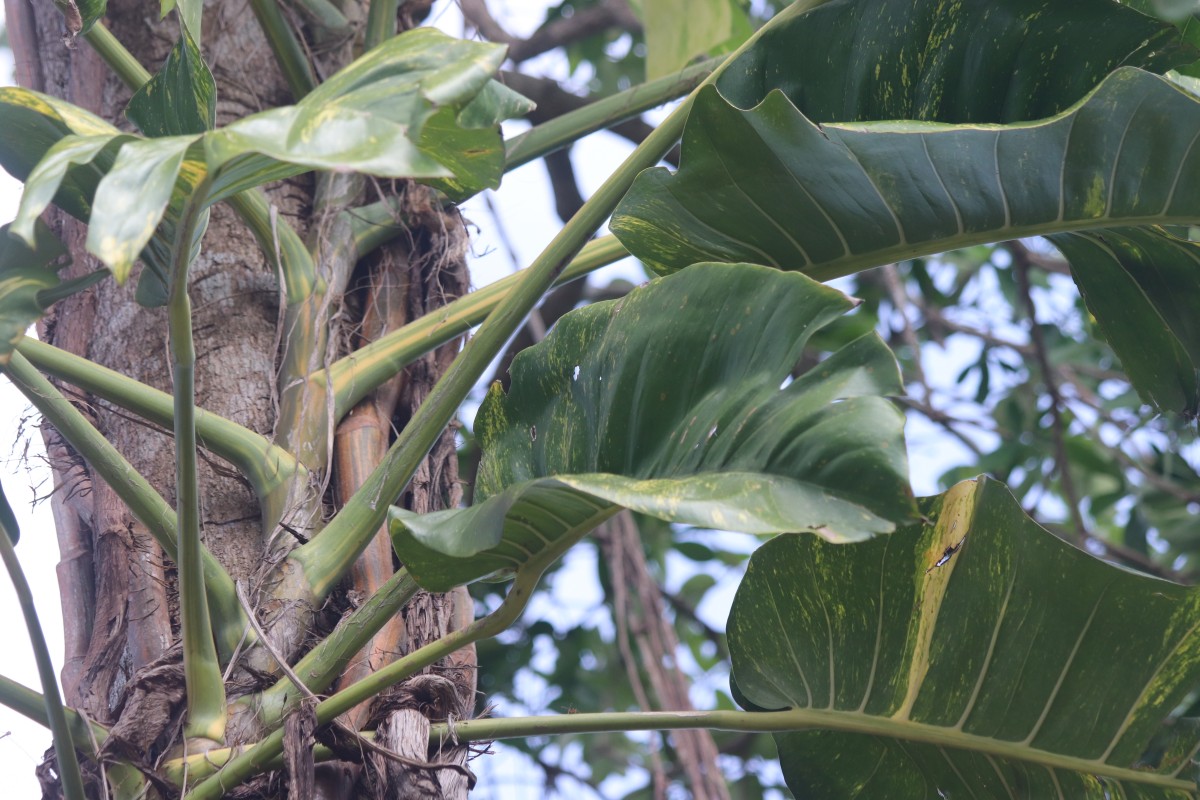 Epipremnum aureum (Linden & André) G.S.Bunting