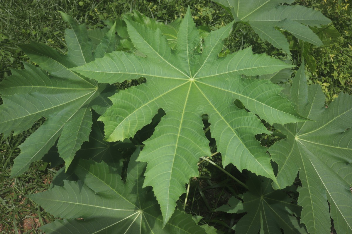 Ricinus communis L.