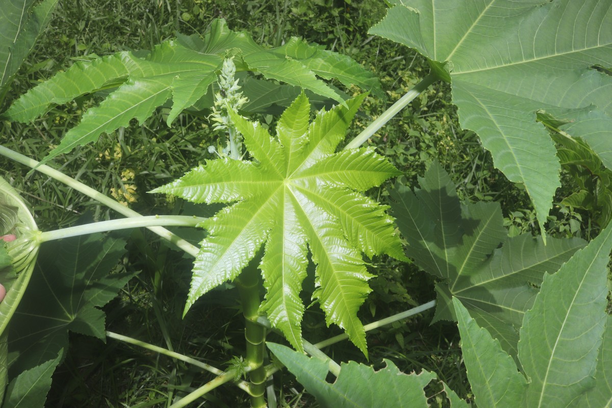 Ricinus communis L.