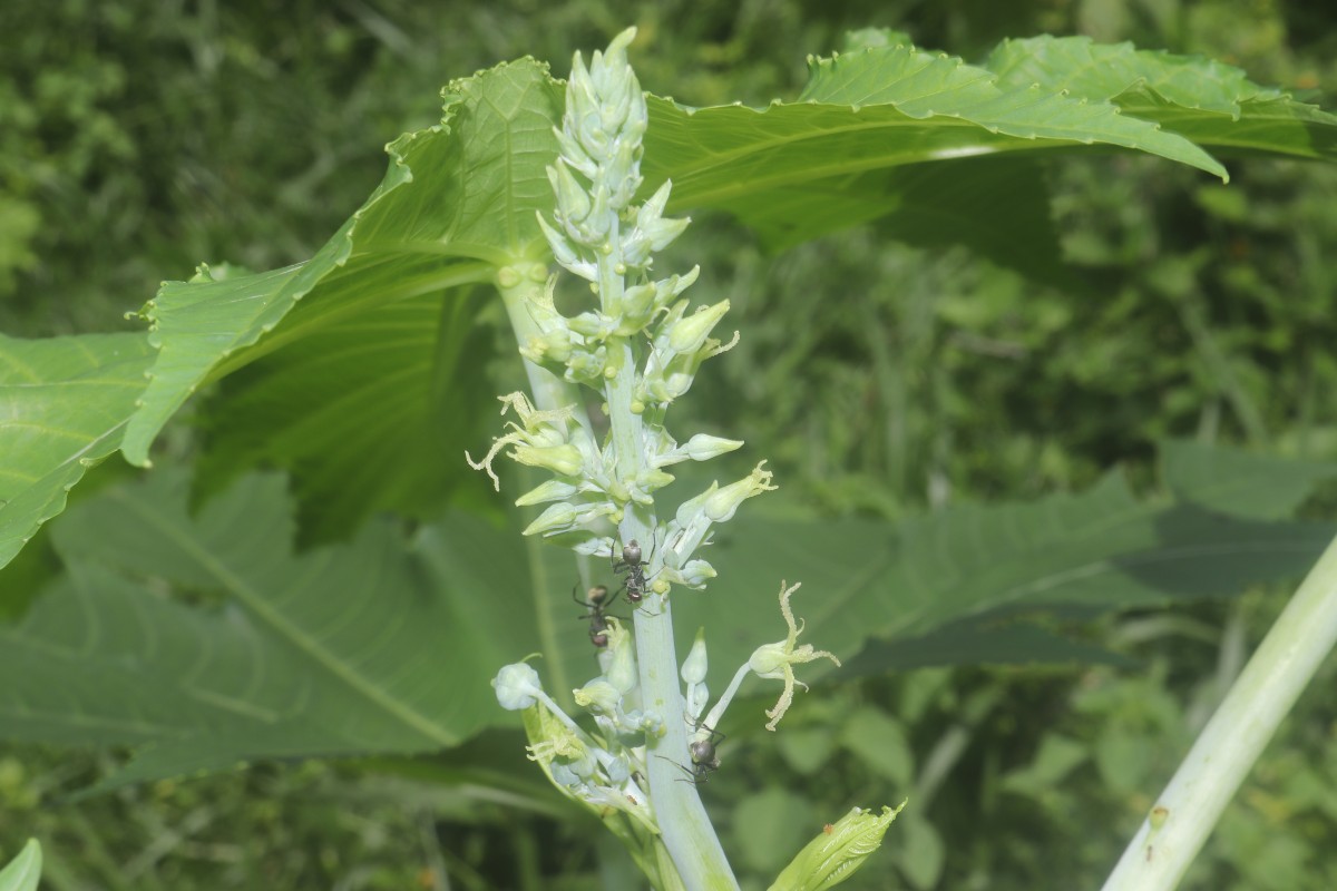 Ricinus communis L.