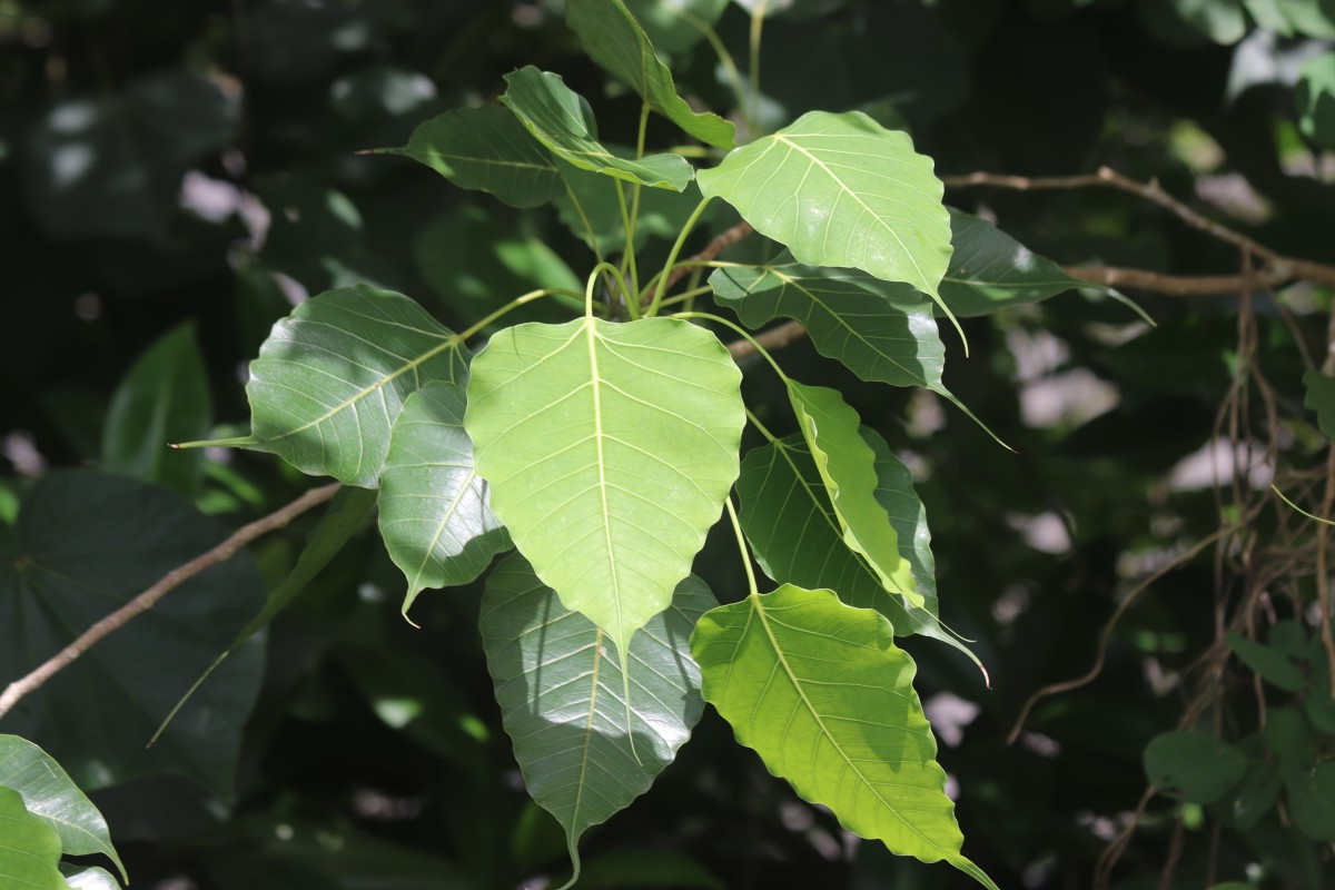 Ficus religiosa L.