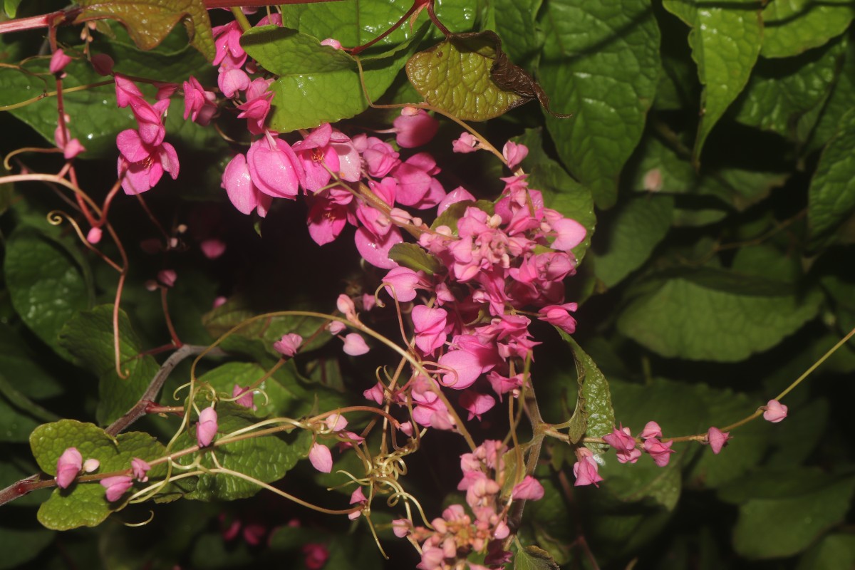 Antigonon leptopus Hook. & Arn.