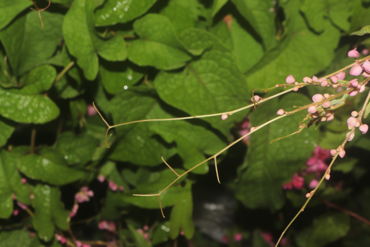 Antigonon leptopus Hook. & Arn.