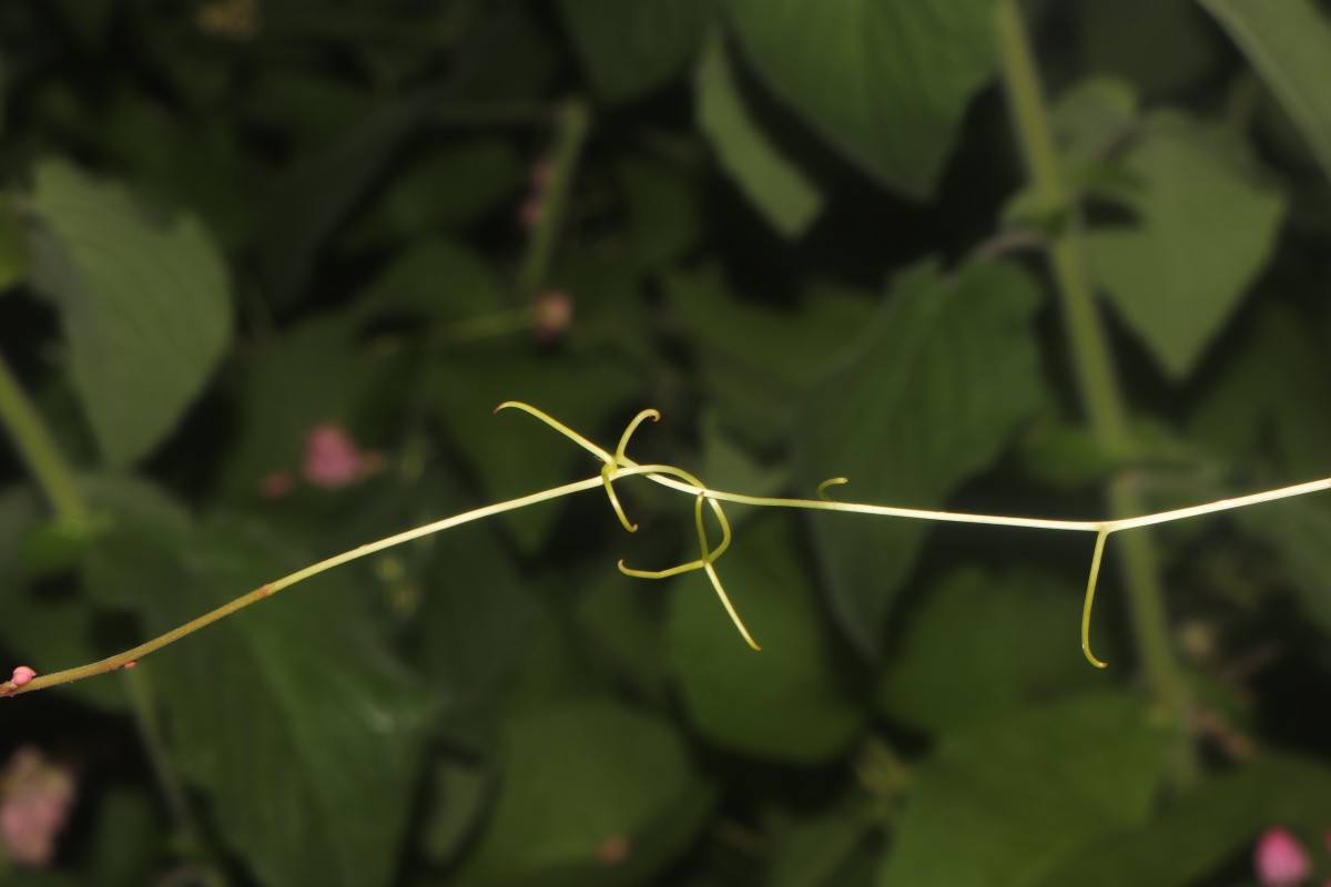 Antigonon leptopus Hook. & Arn.