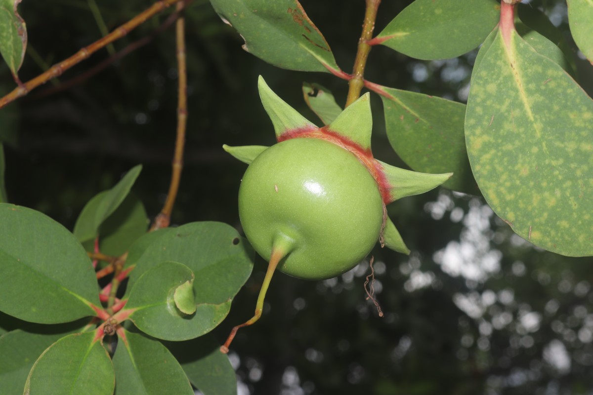 Sonneratia caseolaris (L.) Engl.