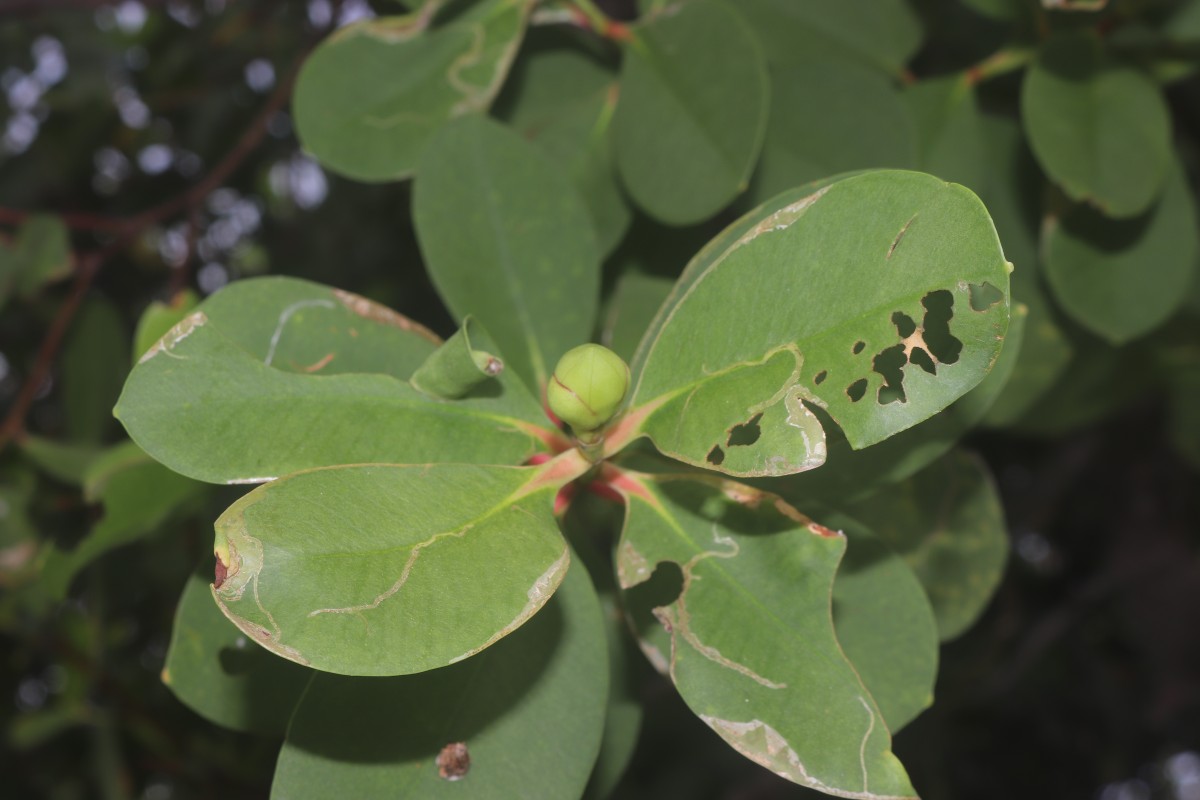 Sonneratia caseolaris (L.) Engl.