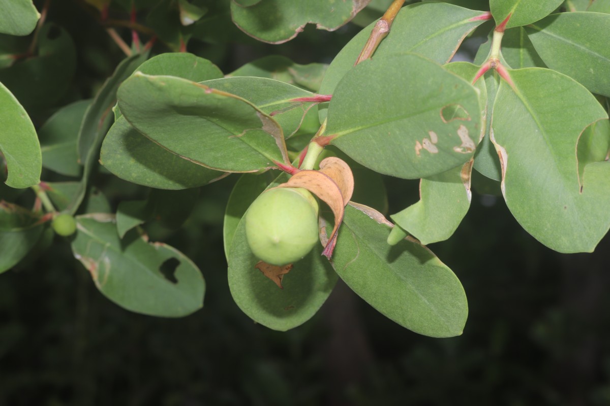 Sonneratia caseolaris (L.) Engl.