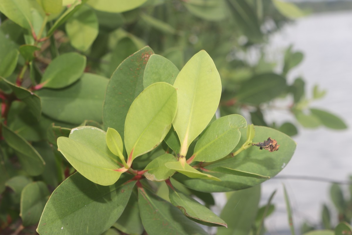 Sonneratia caseolaris (L.) Engl.