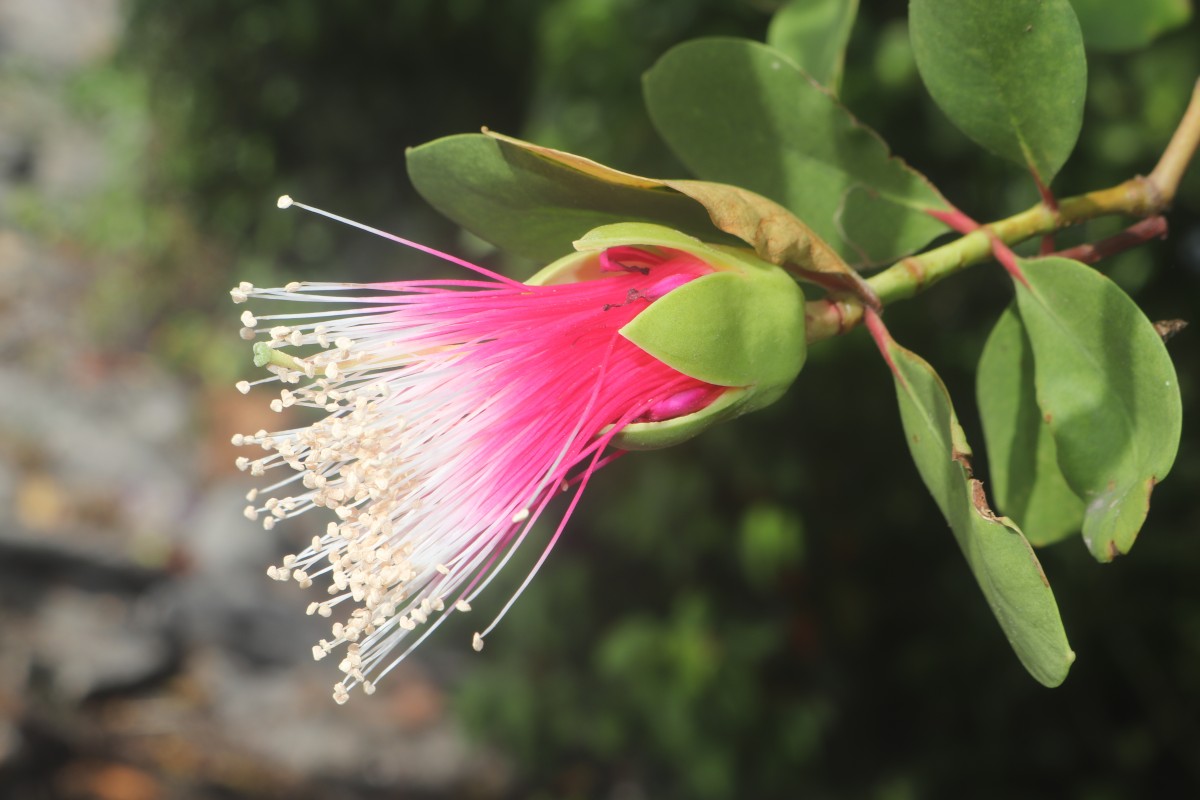 Sonneratia caseolaris (L.) Engl.