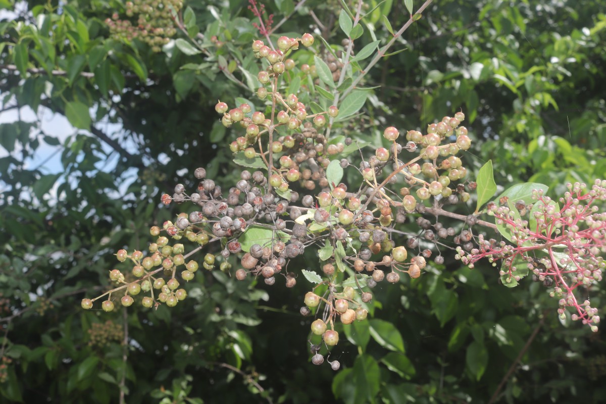 Lawsonia inermis L.