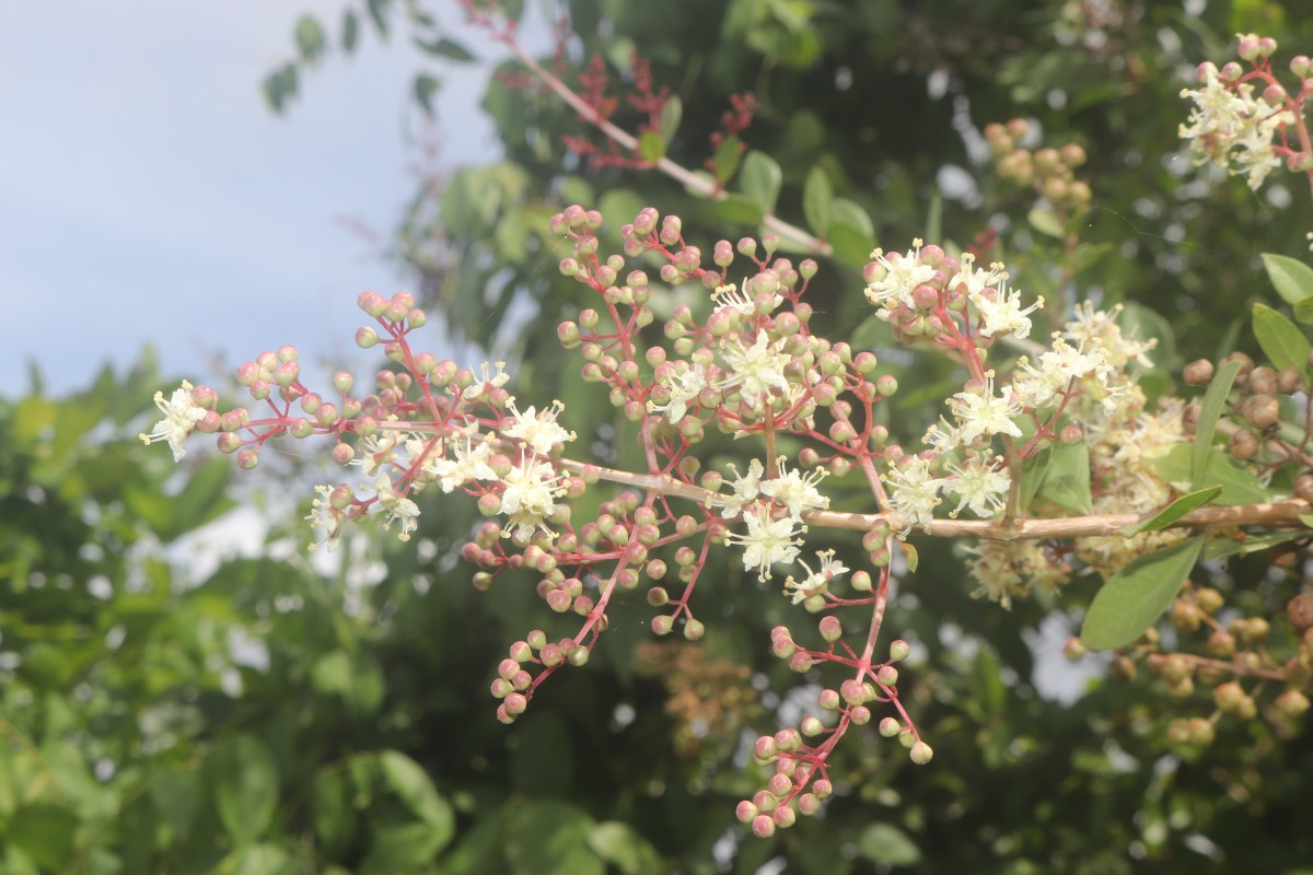 Lawsonia inermis L.