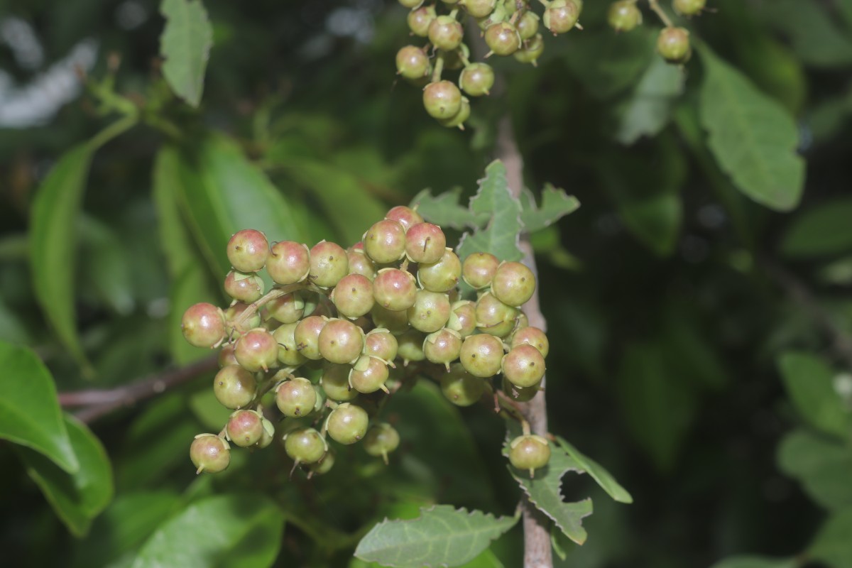 Lawsonia inermis L.
