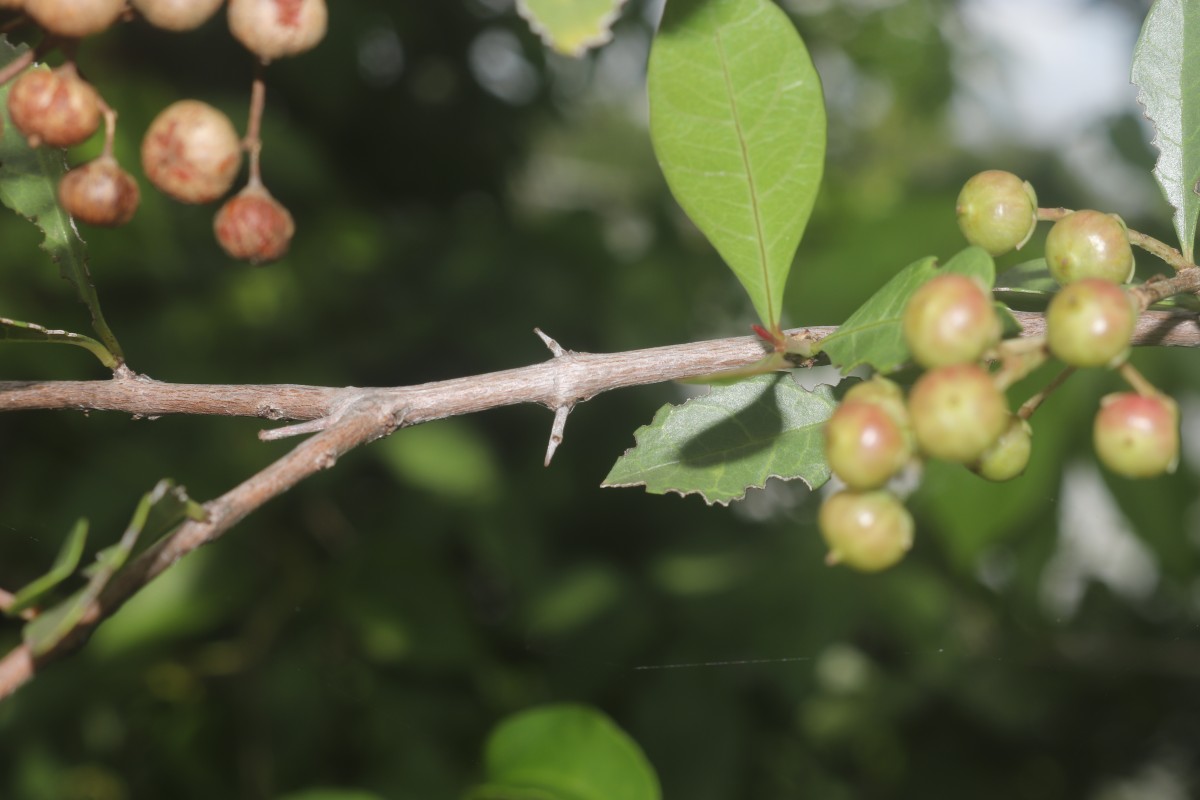 Lawsonia inermis L.