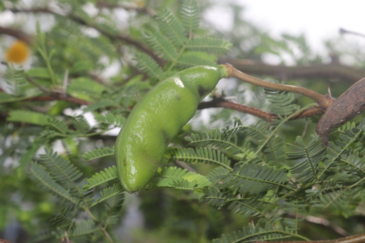 Vachellia farnesiana (L.) Wight & Arn.