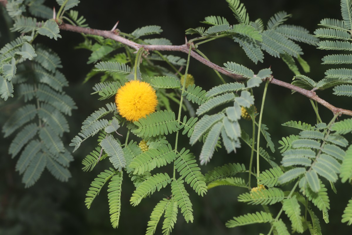 Vachellia farnesiana (L.) Wight & Arn.