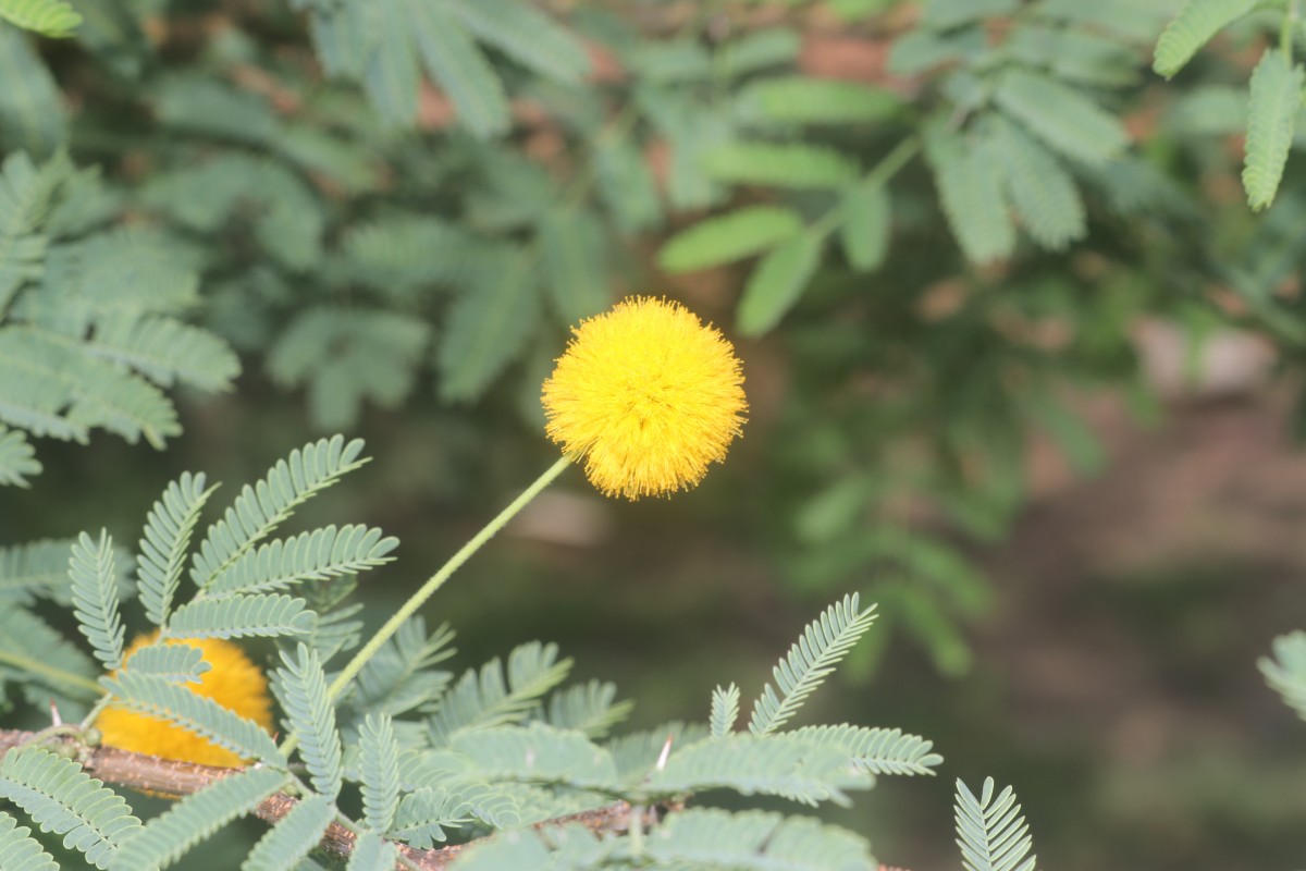 Vachellia farnesiana (L.) Wight & Arn.