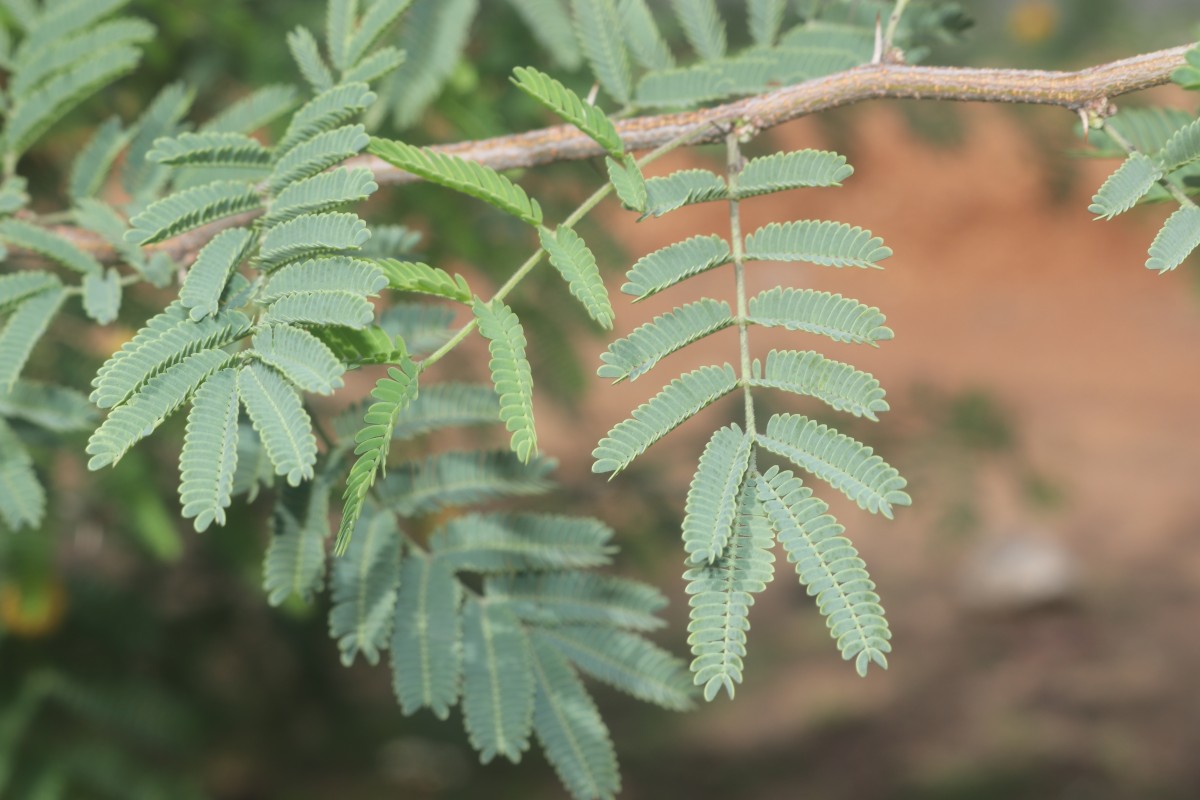 Vachellia farnesiana (L.) Wight & Arn.