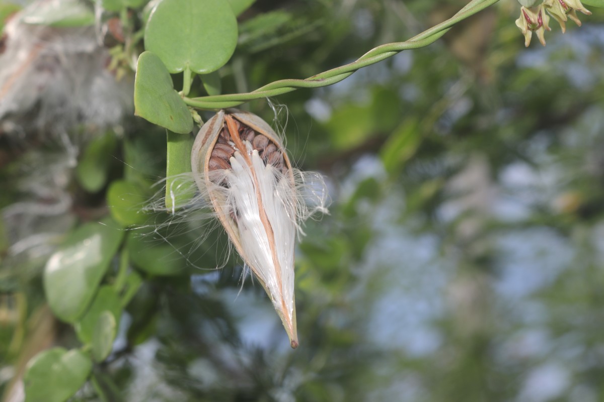 Pentatropis capensis (L.f.) Bullock