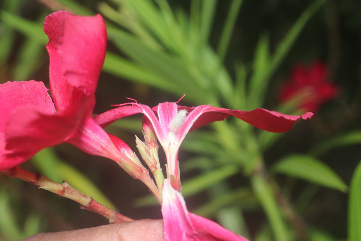 Nerium oleander L.