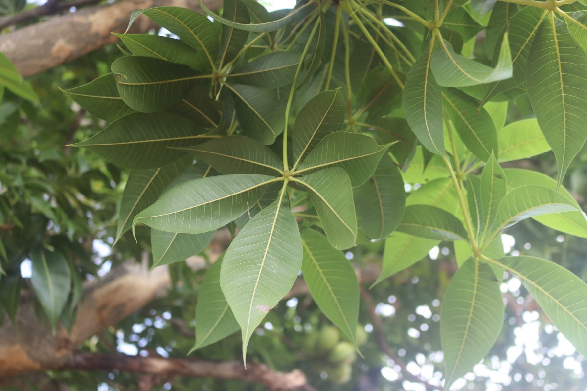 Sterculia foetida L.