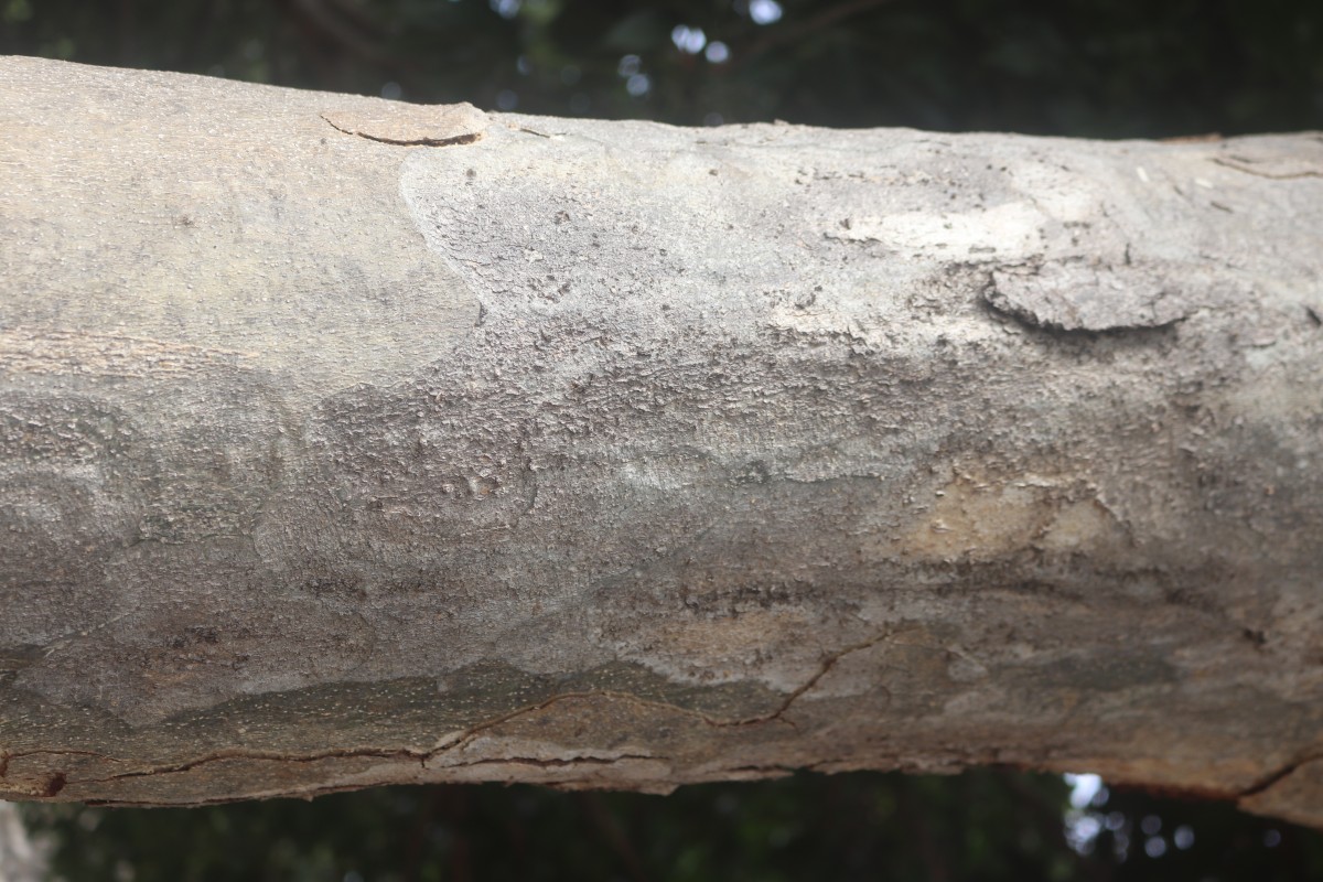 Sterculia foetida L.
