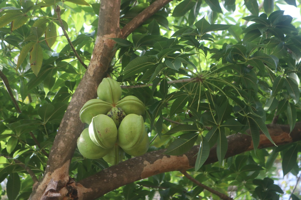 Sterculia foetida L.
