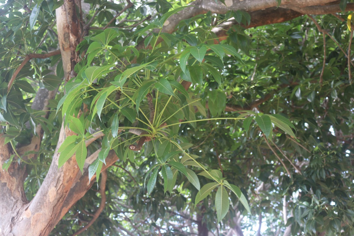 Sterculia foetida L.