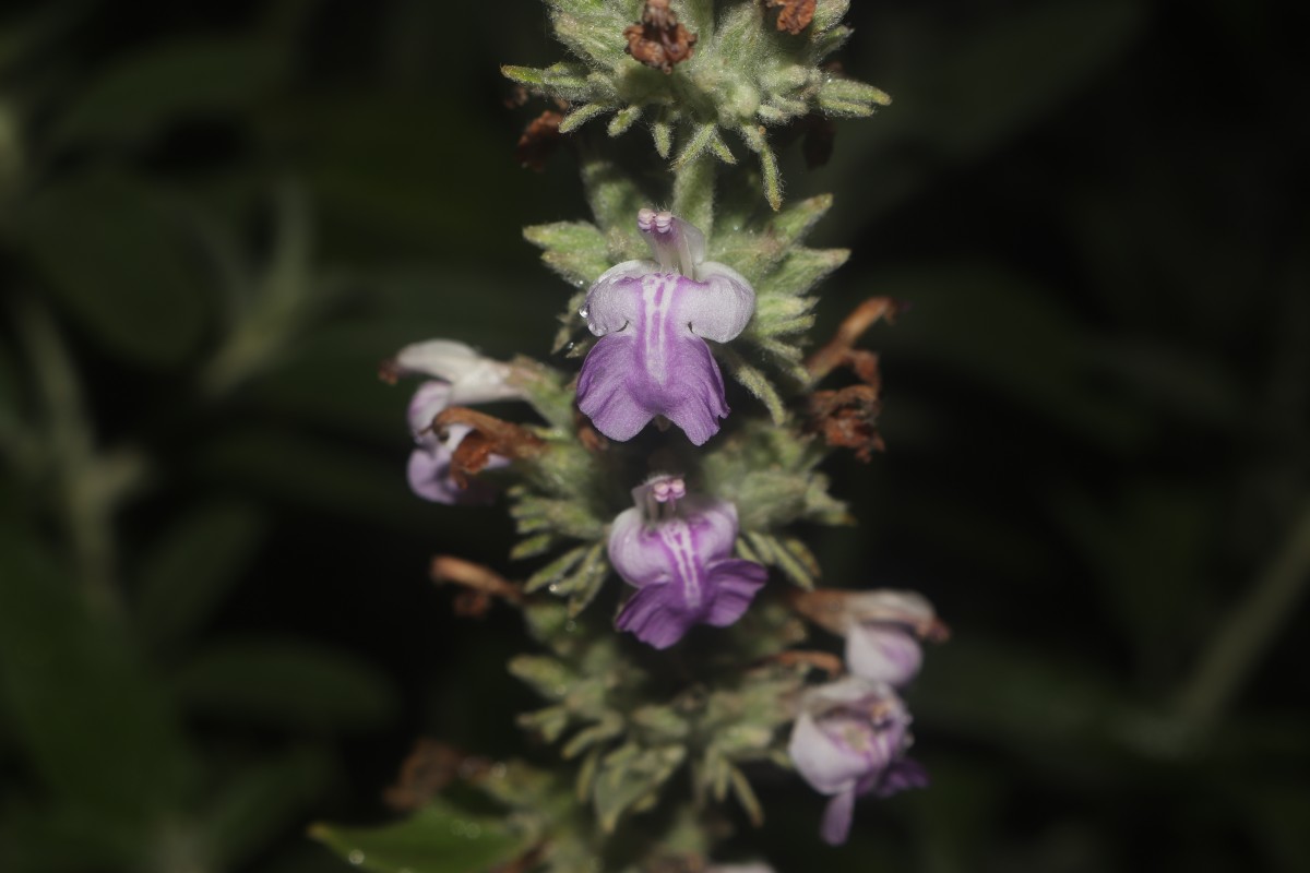 Anisomeles malabarica (L.) R.Br.