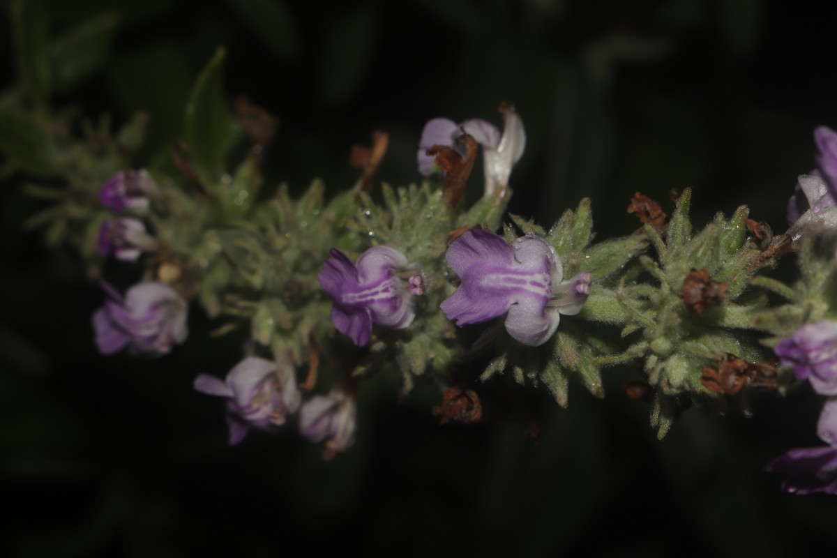 Anisomeles malabarica (L.) R.Br.