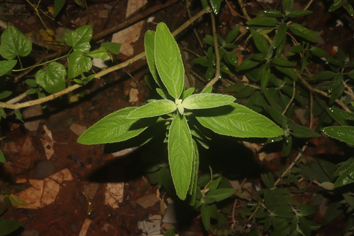 Anisomeles malabarica (L.) R.Br.