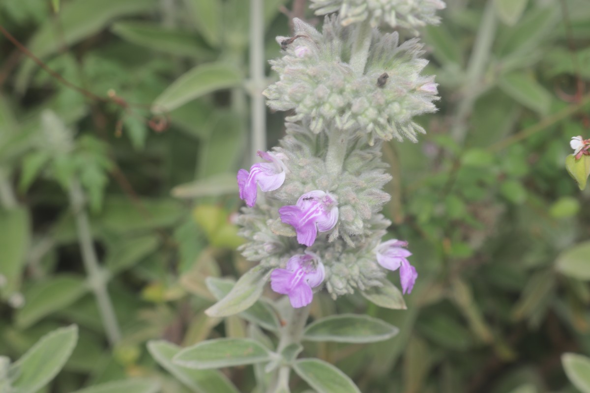 Anisomeles malabarica (L.) R.Br.