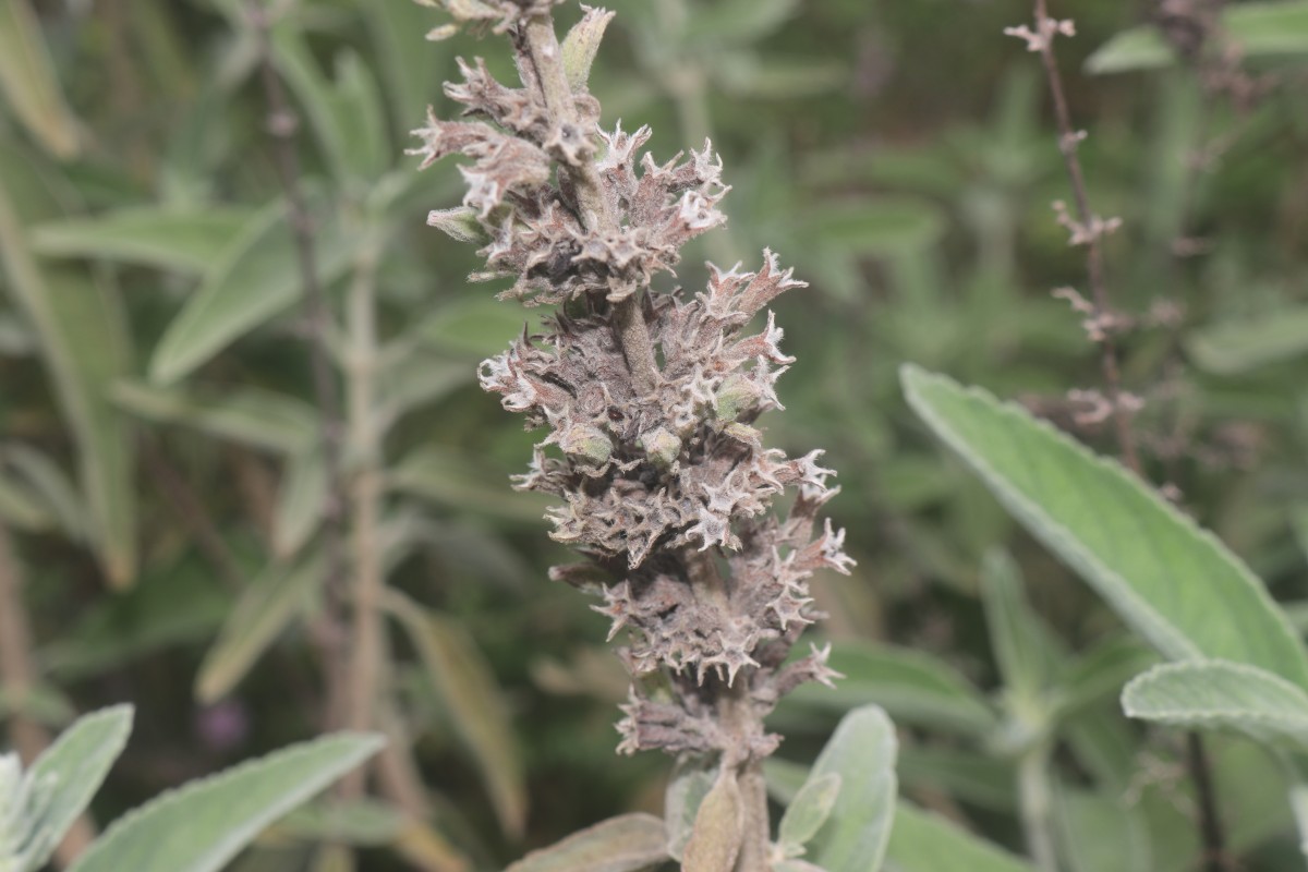 Anisomeles malabarica (L.) R.Br.